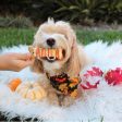 Fall Dog Bones Online Sale